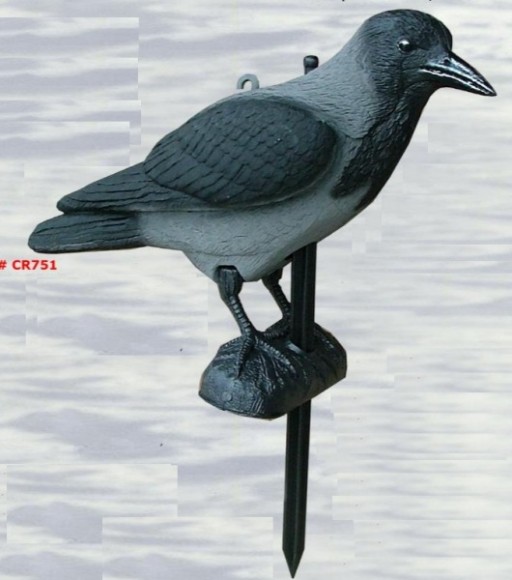 Опудало сірої ворони CR751