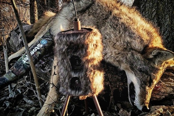 Опудало для полювання на хижака МOJO Super Critter