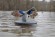 Чучело Mojo Elite Floater Mallard