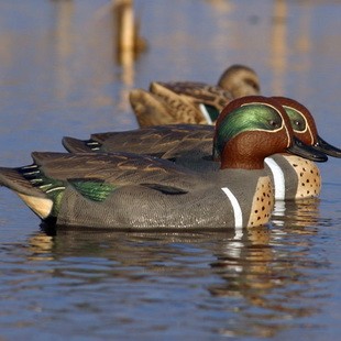 Чучела чирка Flambeau 6 шт.