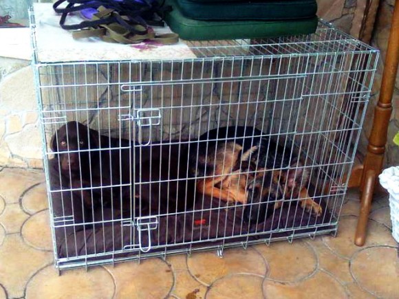 Складная клетка для собак Croci