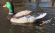 Чучело селезня Super Swimmer HD Lucky Duck