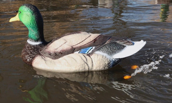 Чучело селезня Super Swimmer HD Lucky Duck Чучело селезня Super Swimmer HD Lucky Duck